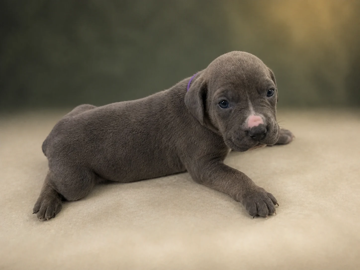 F01B0826, boy Cane Corso puppy, view 2