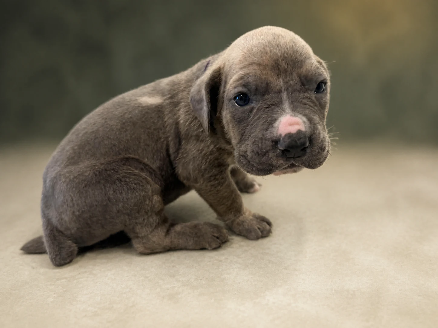 F01B0826, boy Cane Corso puppy, view 1