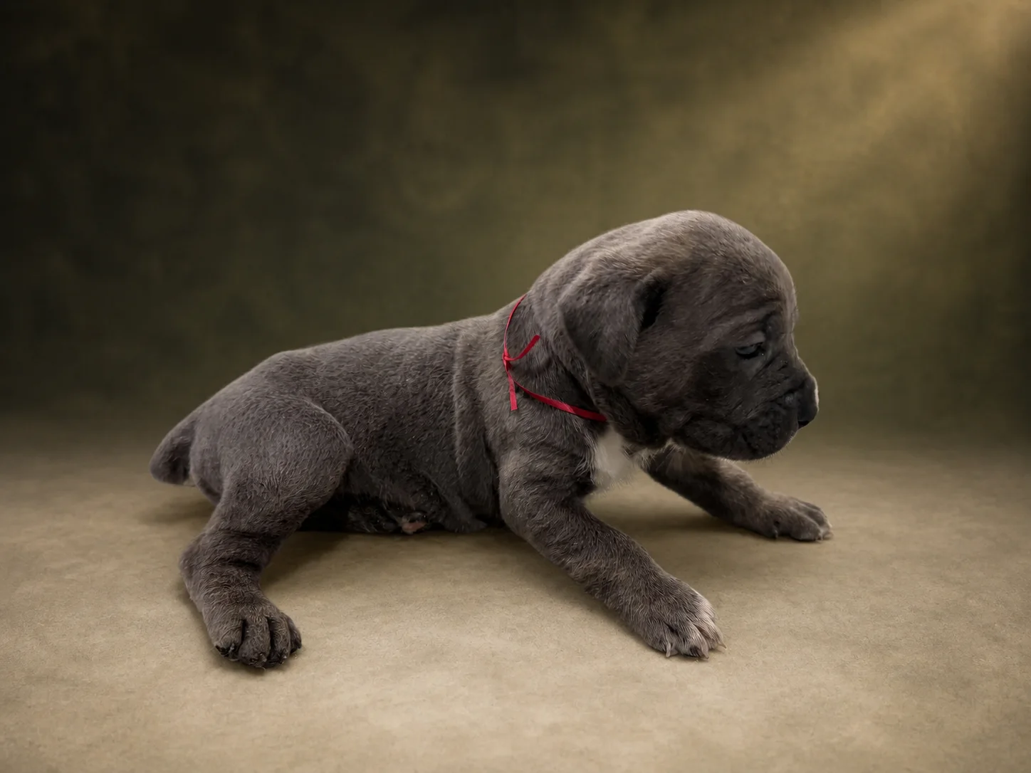 F02B0826, boy Cane Corso puppy, view 2