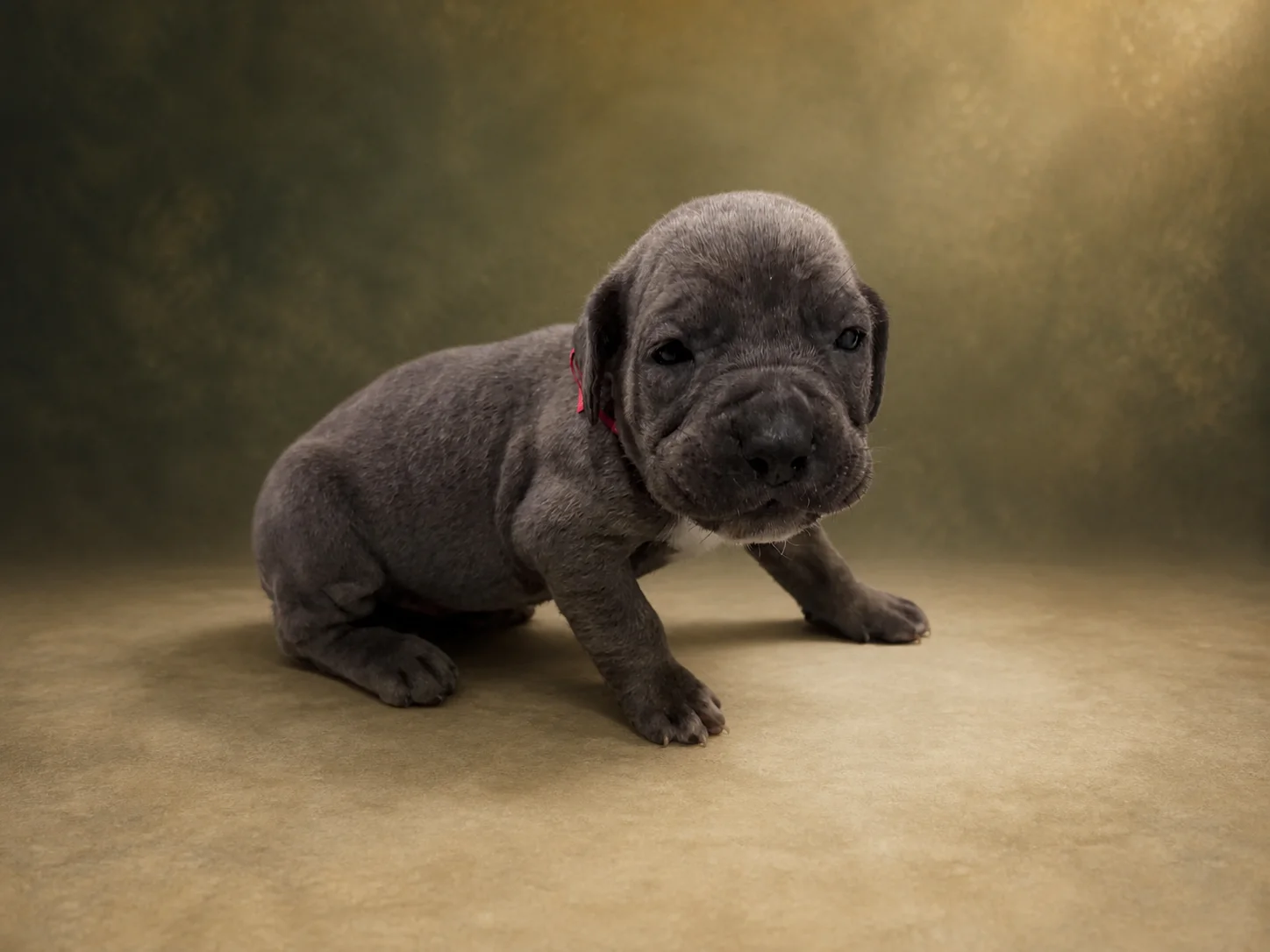 F02B0826, boy Cane Corso puppy, view 1