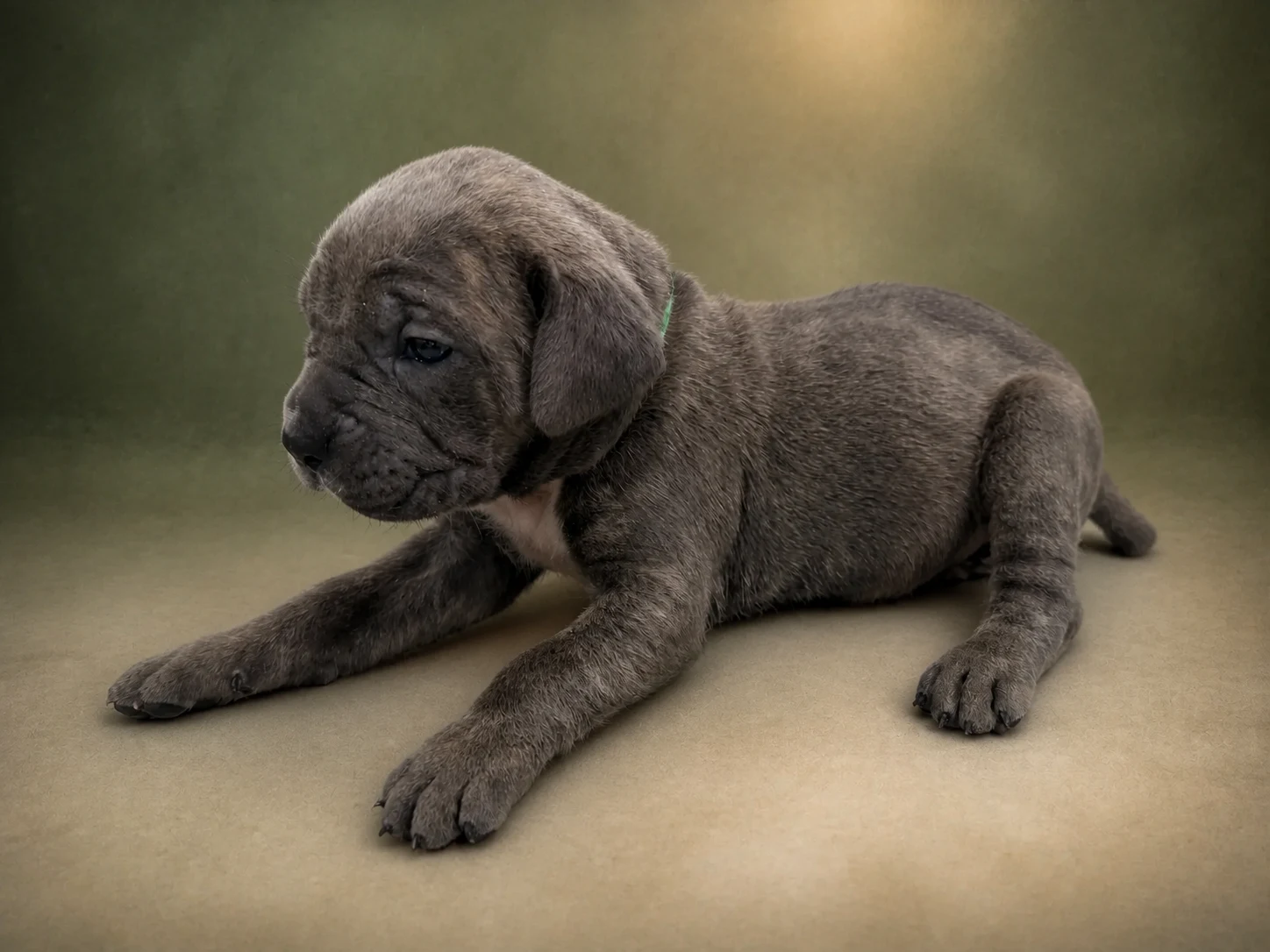 F03G0826, girl Cane Corso puppy, view 2
