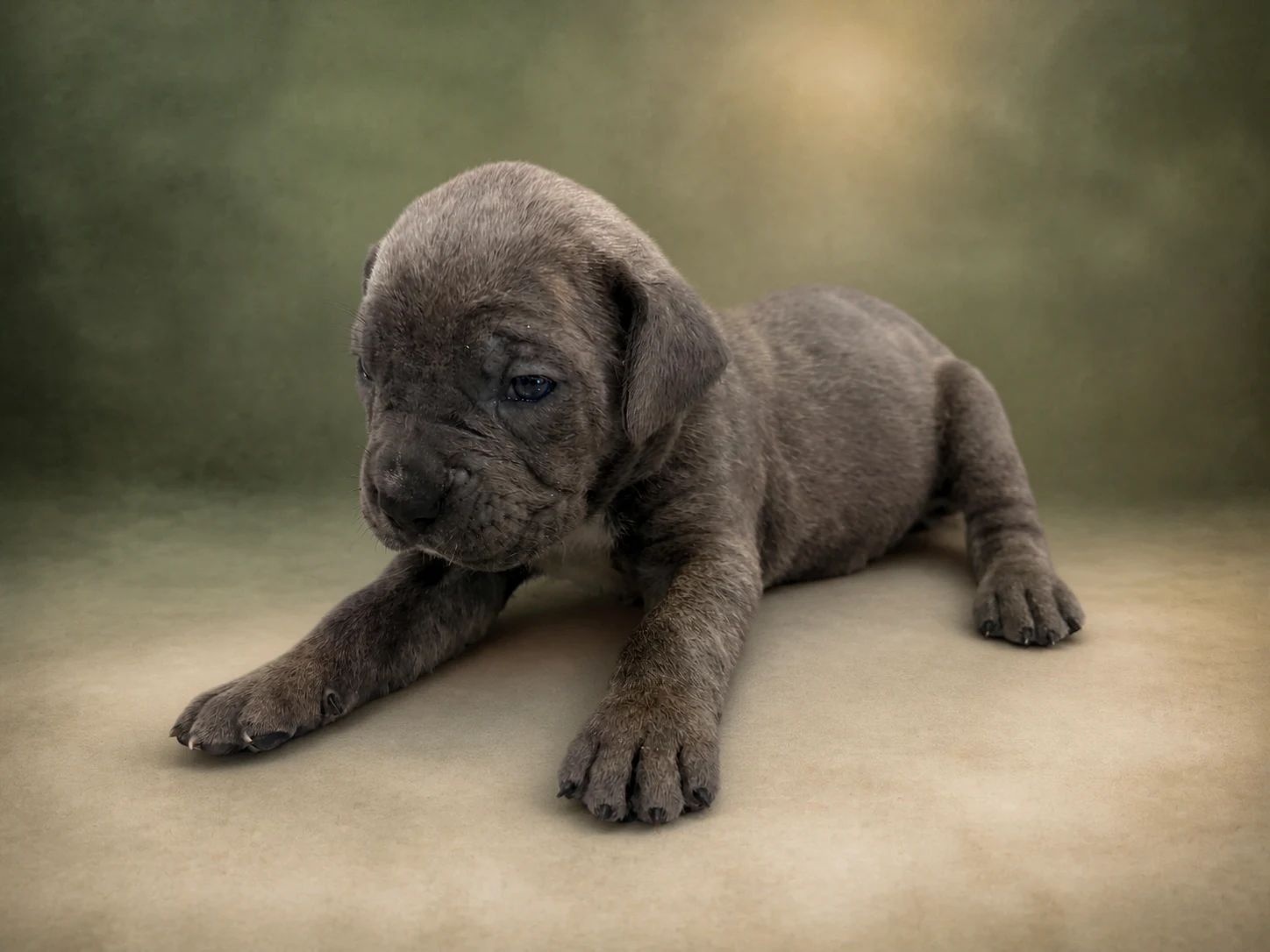 F03G0826, girl Cane Corso puppy, view 1