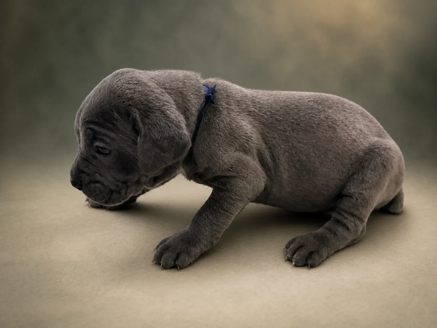 F04G0826, girl Cane Corso puppy, view 2