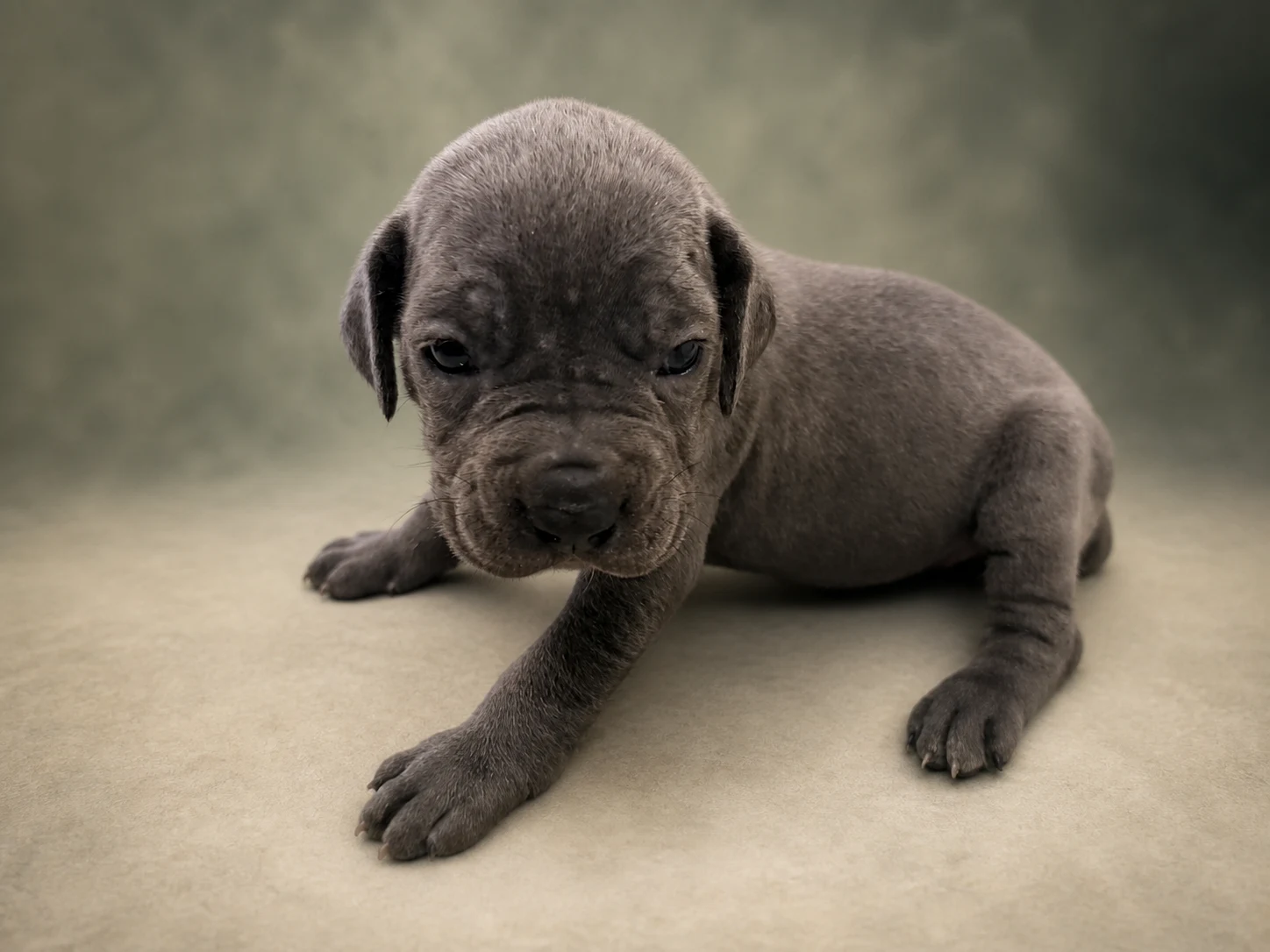 F04G0826, girl Cane Corso puppy, view 1