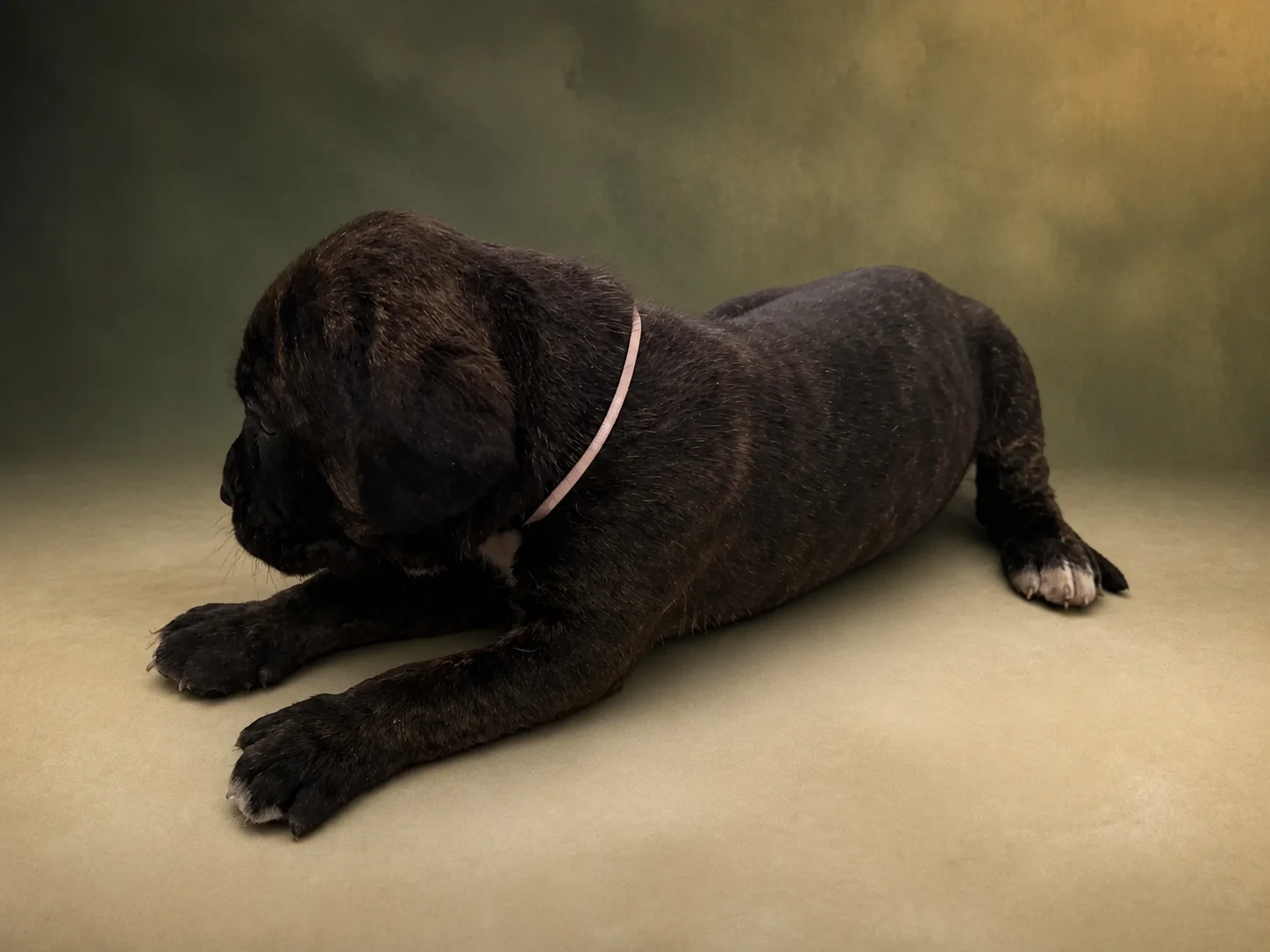 F05G0826, girl Cane Corso puppy, view 2