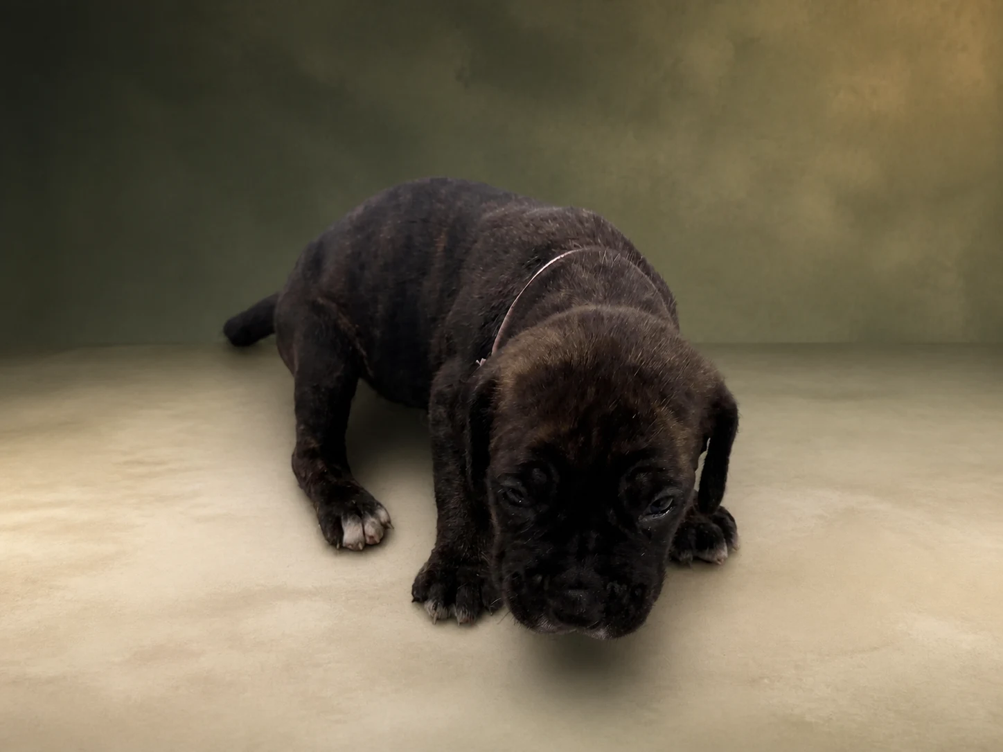 F05G0826, girl Cane Corso puppy, view 1