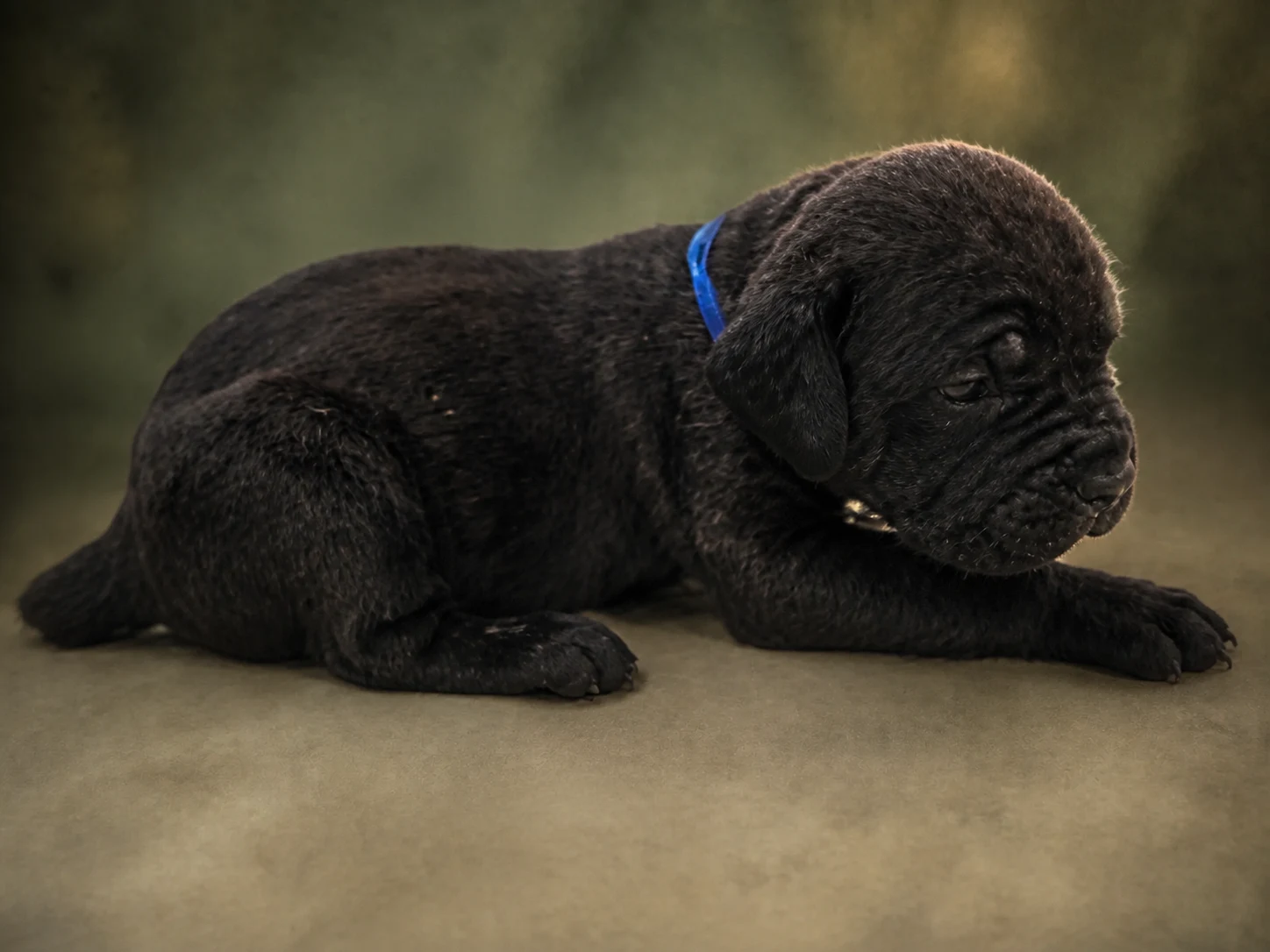 F06G0826, girl Cane Corso puppy, view 2