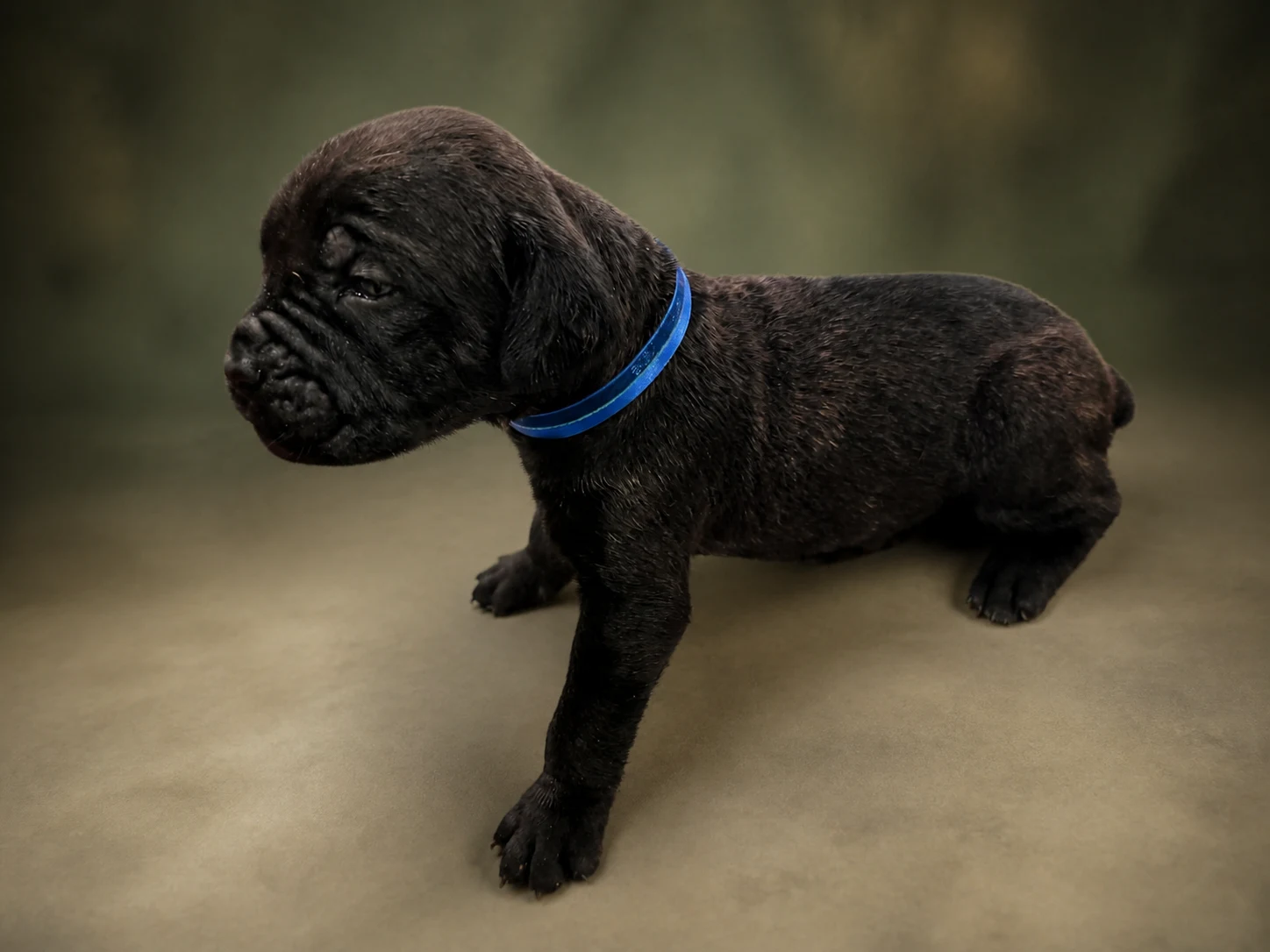 F06G0826, girl Cane Corso puppy, view 1