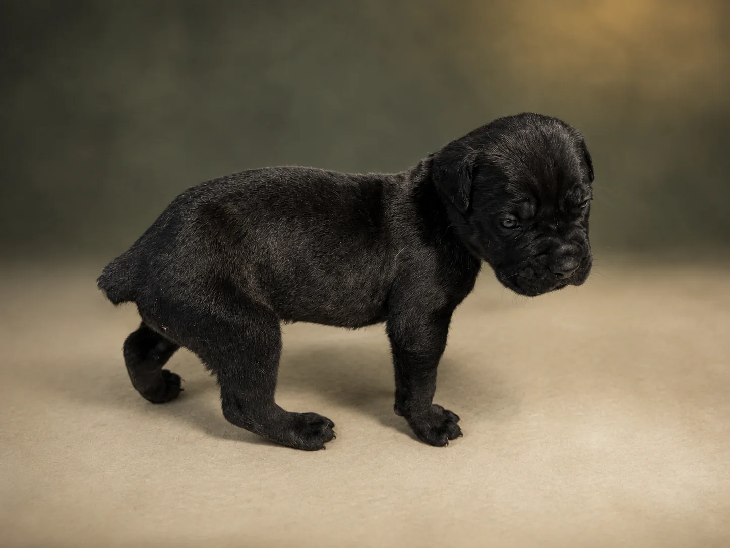 ND01B080726, boy Cane Corso puppy, view 2