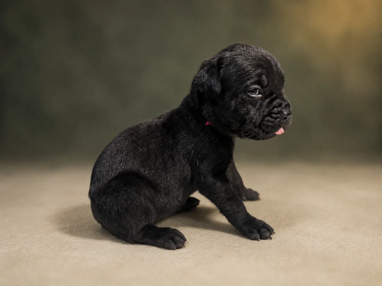 ND02G080726, girl Cane Corso puppy, view 1