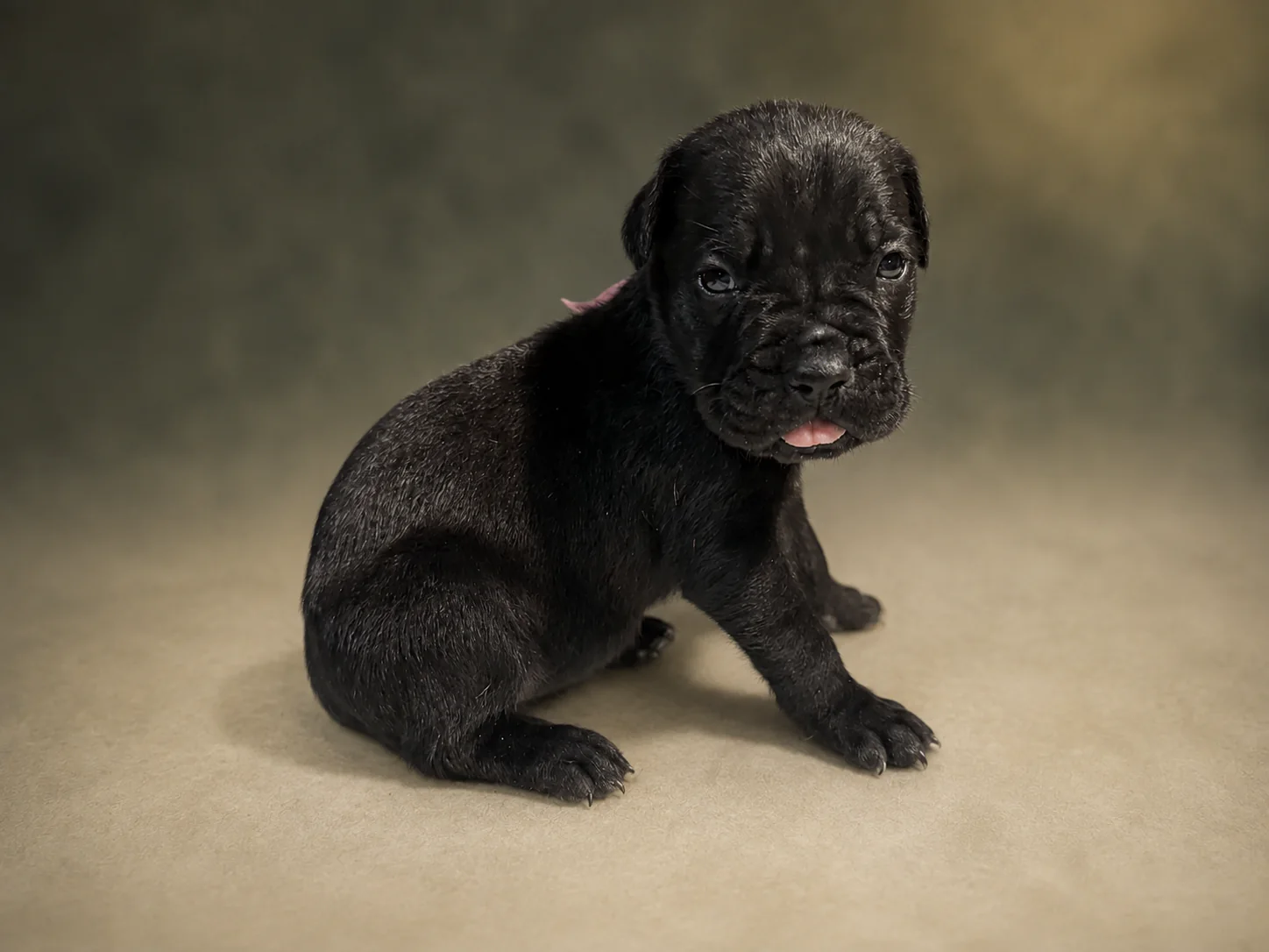 ND02G080726, girl Cane Corso puppy, view 2