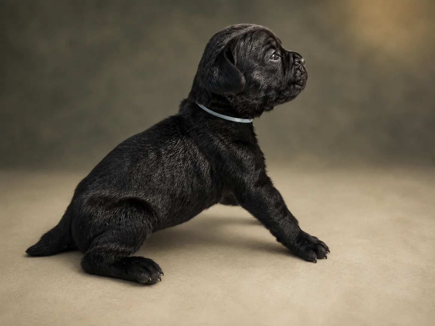 ND03G080726, girl Cane Corso puppy, view 1