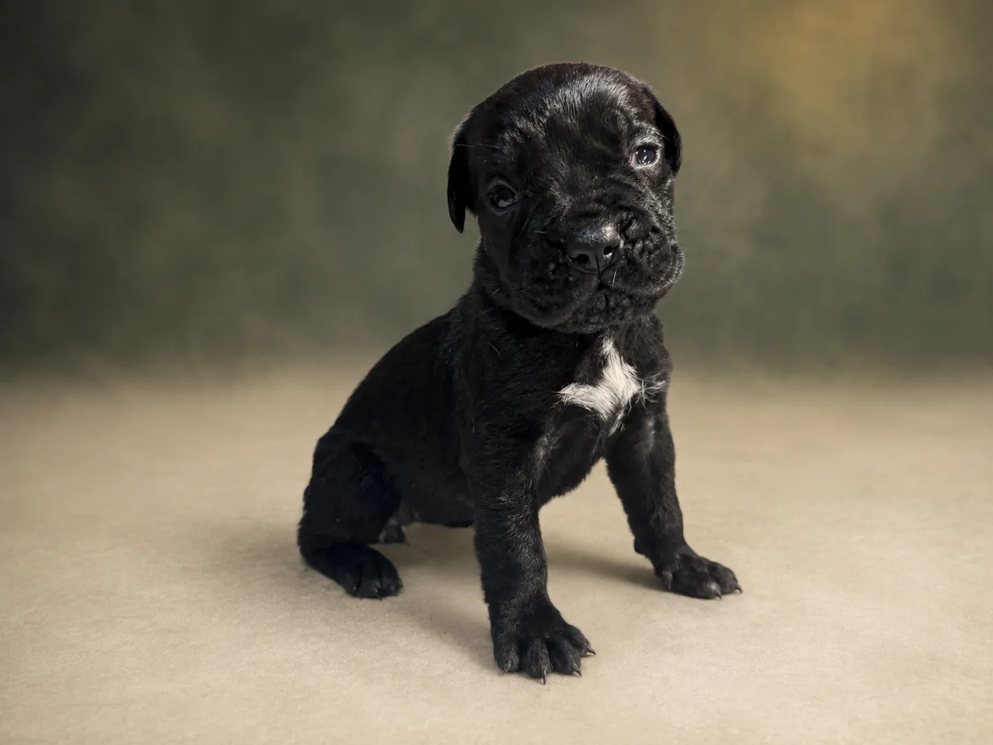 ND03G080726, girl Cane Corso puppy, view 2