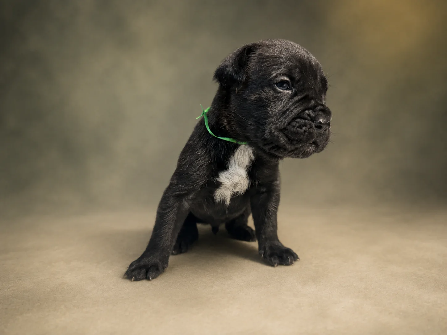ND04B080726, boy Cane Corso puppy, view 1