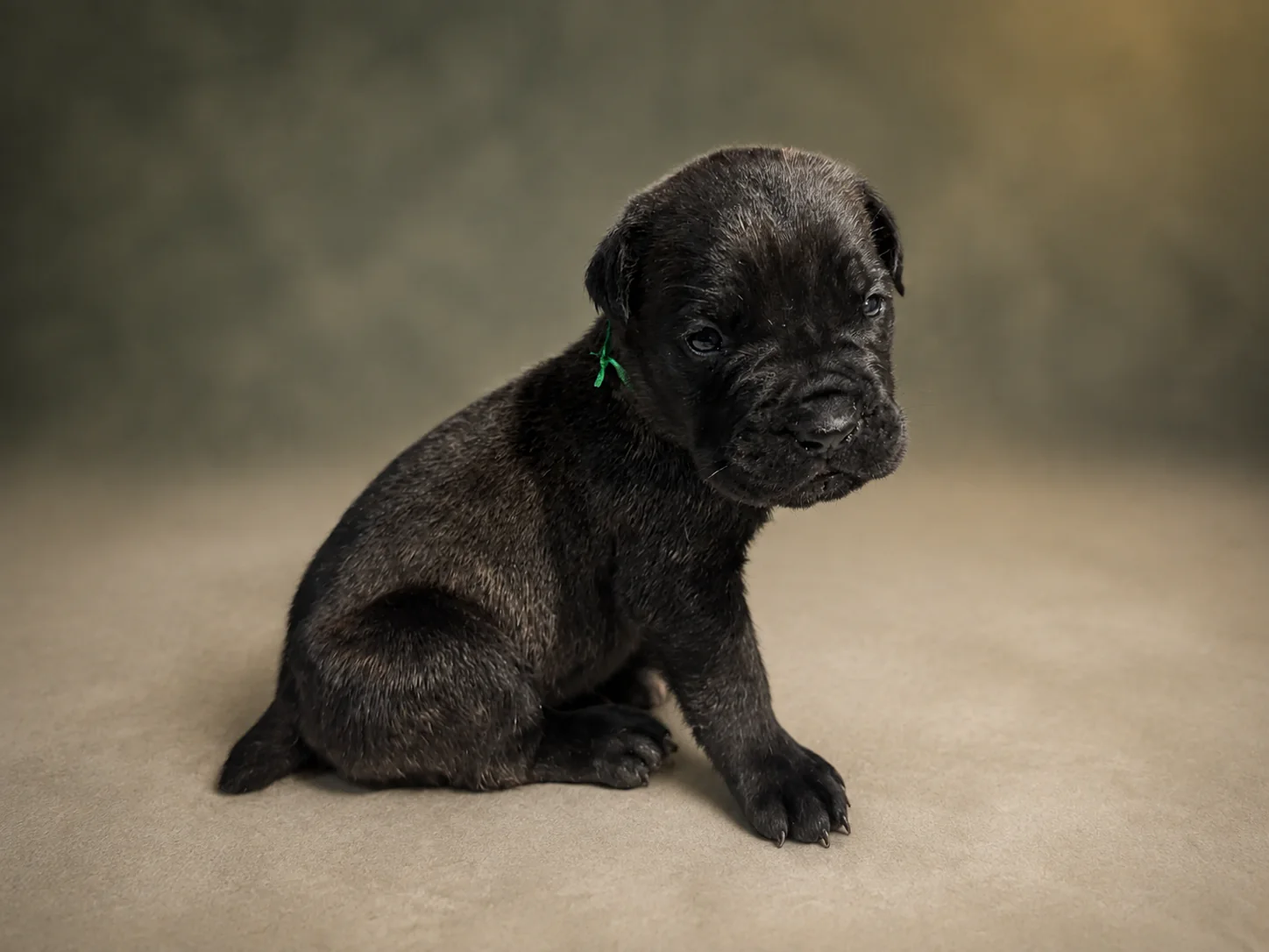 ND04B080726, boy Cane Corso puppy, view 2