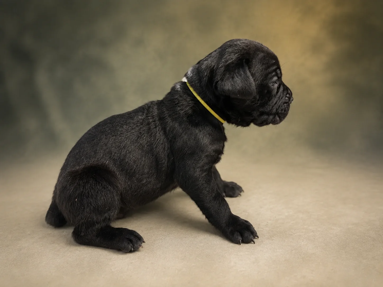 ND05G080726, girl Cane Corso puppy, view 1