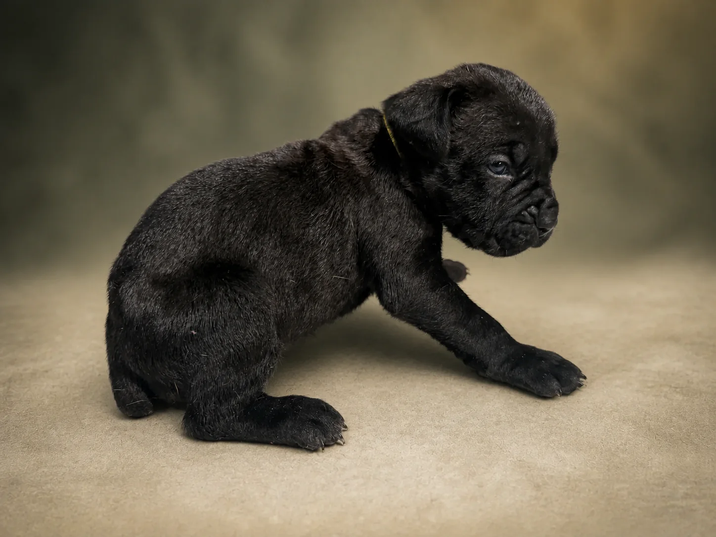ND05G080726, girl Cane Corso puppy, view 2