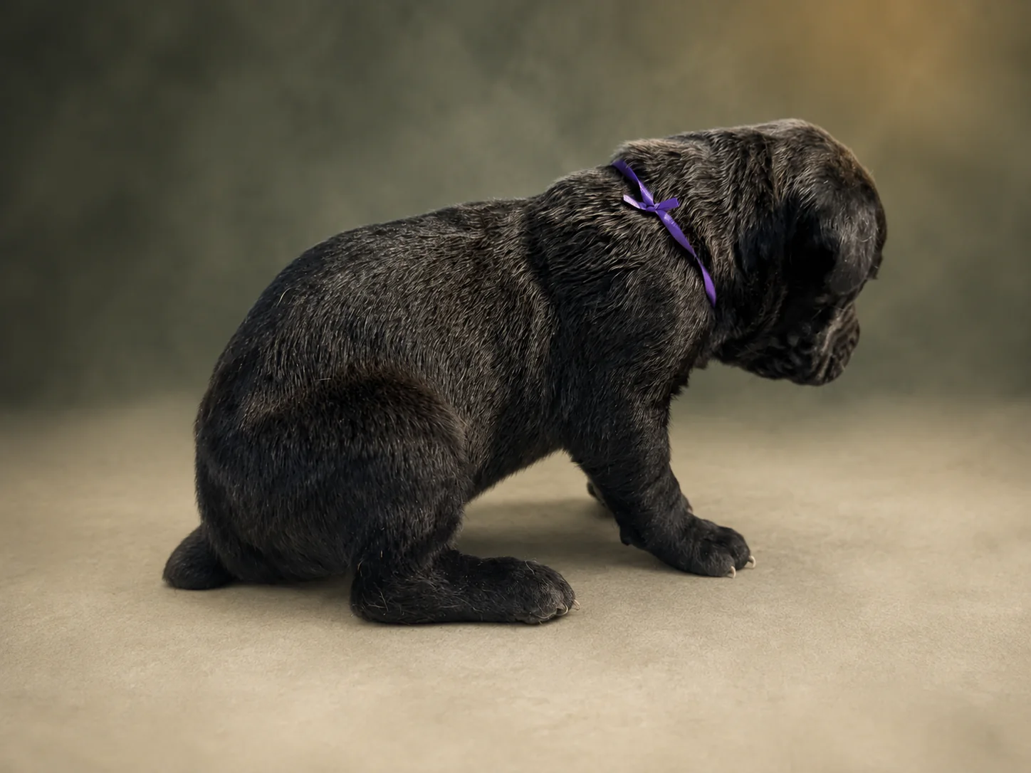 ND07B080726, boy Cane Corso puppy, view 1