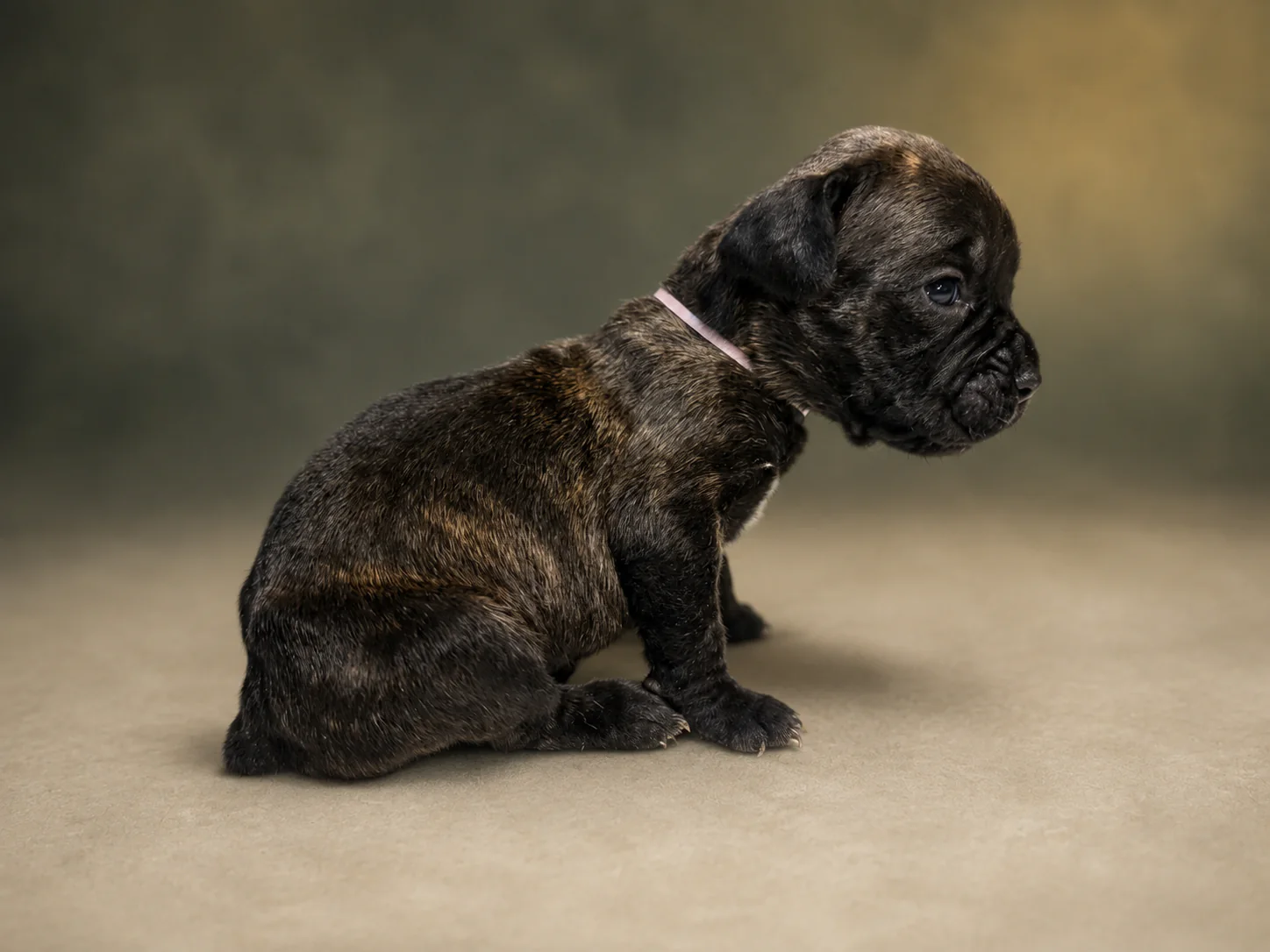 ND08G080726, girl Cane Corso puppy, view 1