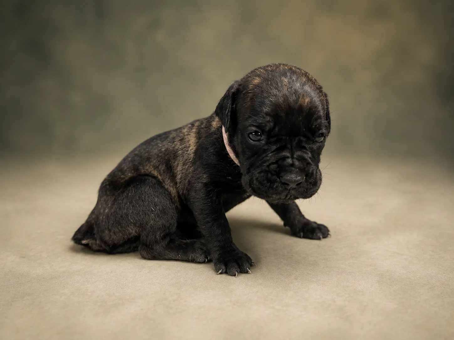 ND08G080726, girl Cane Corso puppy, view 2