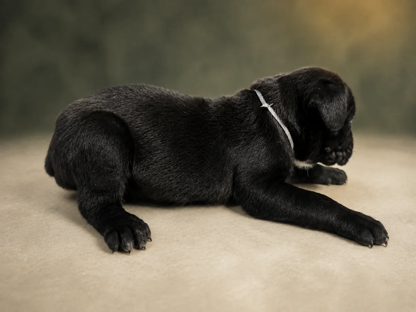 ND09G080726, girl Cane Corso puppy, view 2