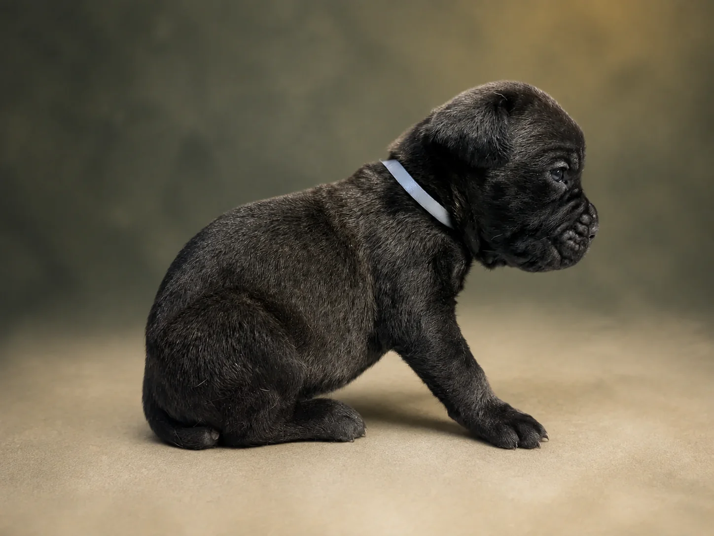 ND10B080726, boy Cane Corso puppy, view 1