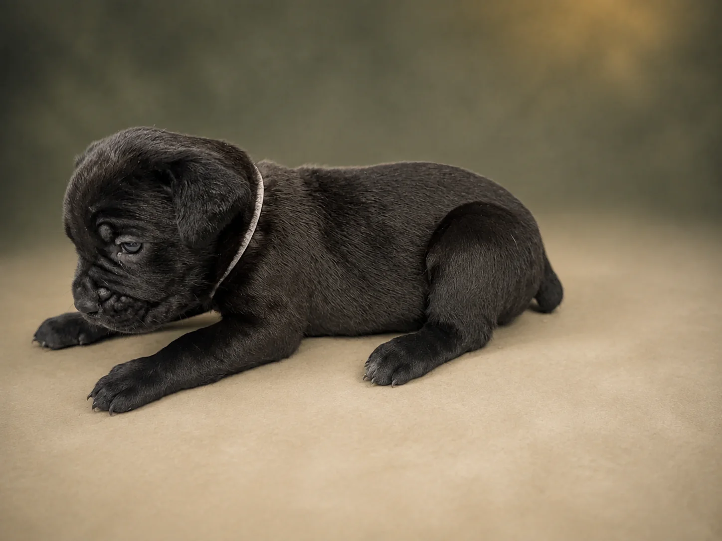 ND10B080726, boy Cane Corso puppy, view 2