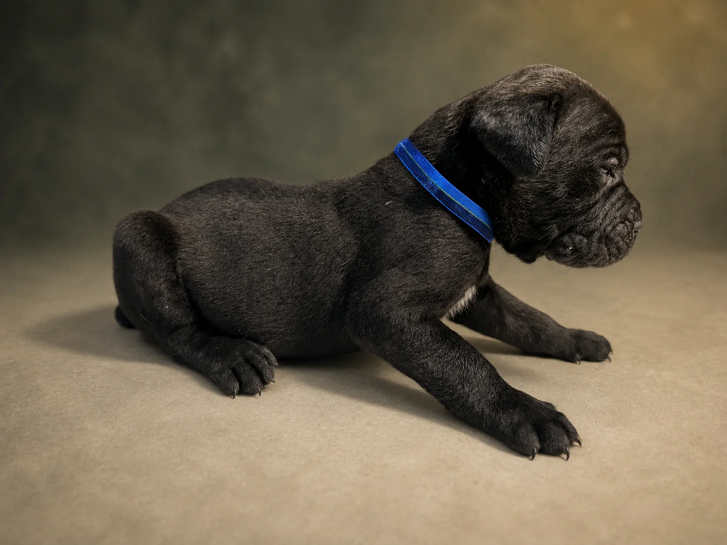 ND11B080726, boy Cane Corso puppy, view 1