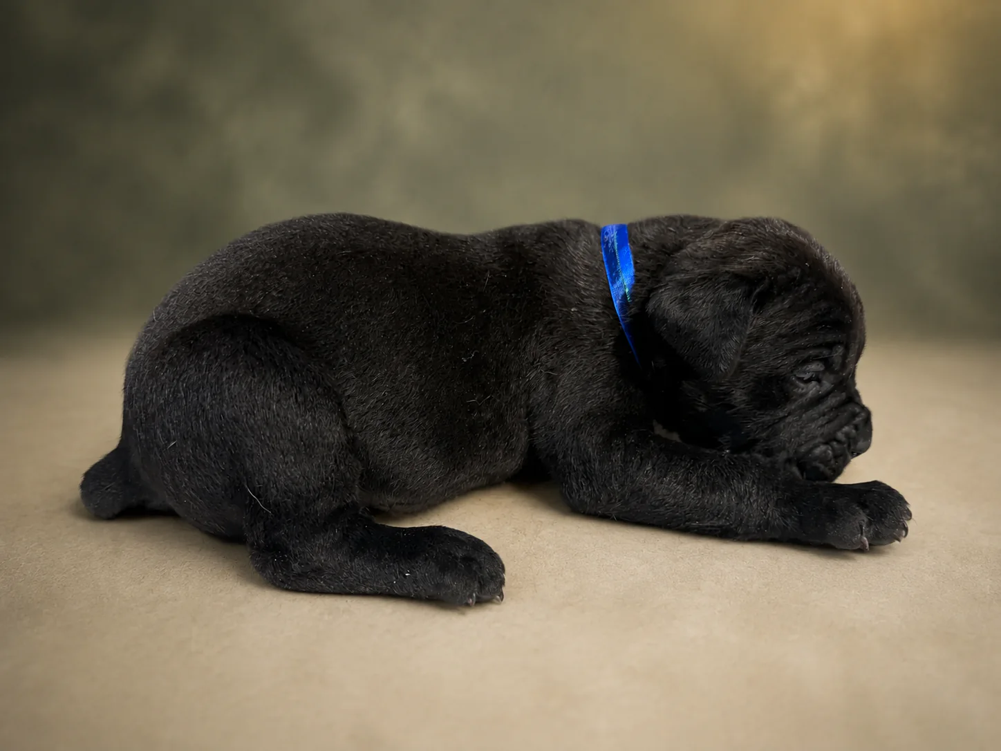 ND11B080726, boy Cane Corso puppy, view 2