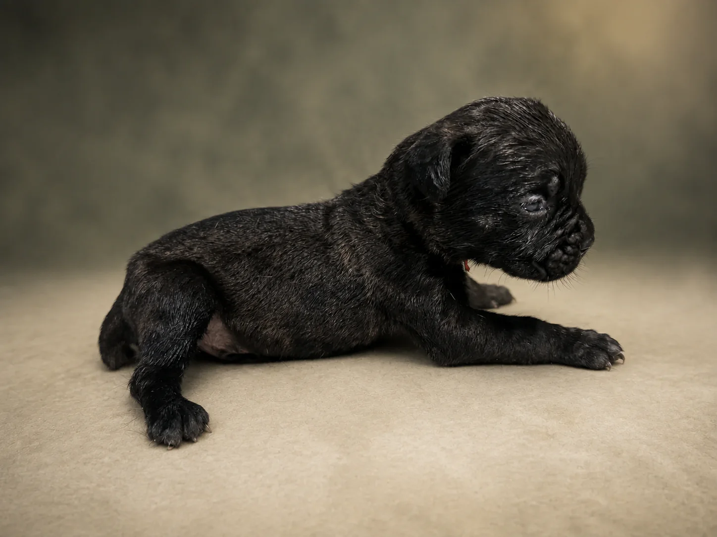 ND12B080726, boy Cane Corso puppy, view 1