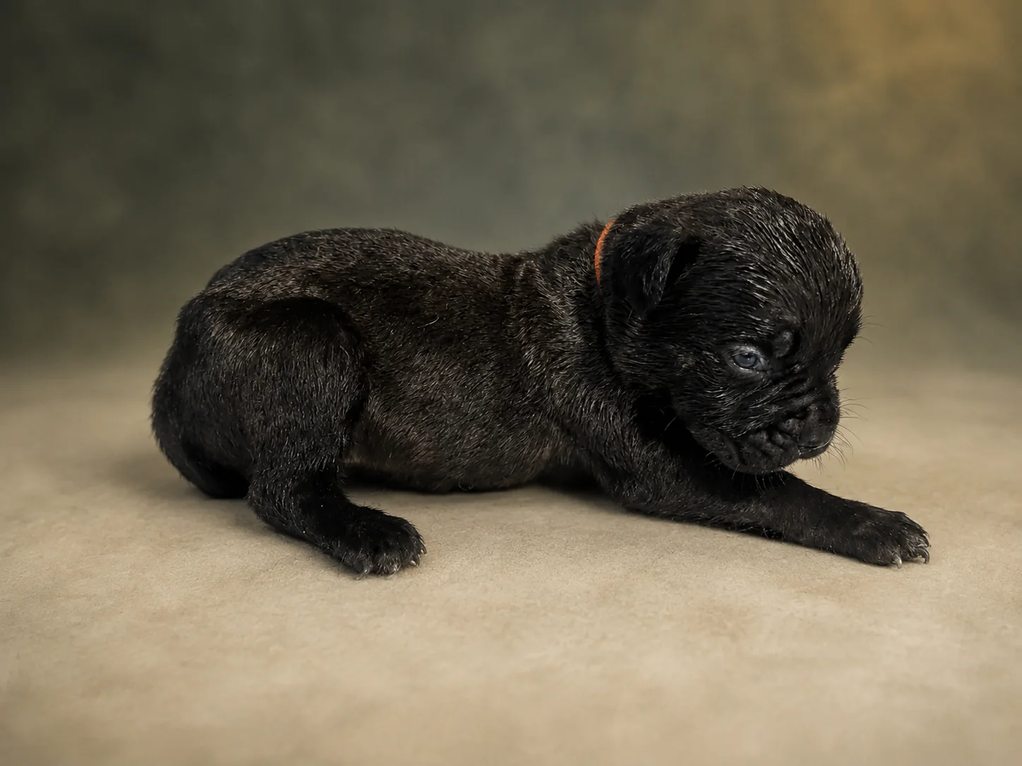 ND12B080726, boy Cane Corso puppy, view 2