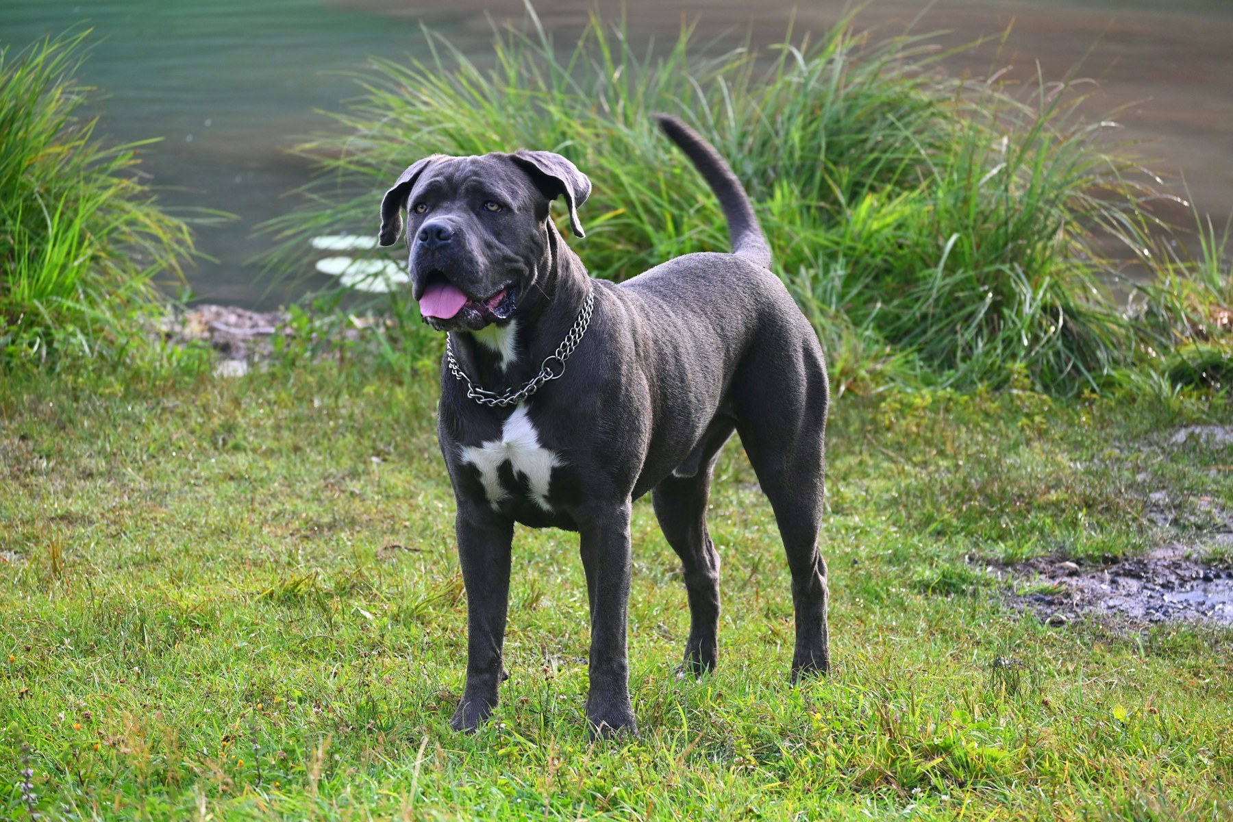 Gray Cane Corso standing in a field