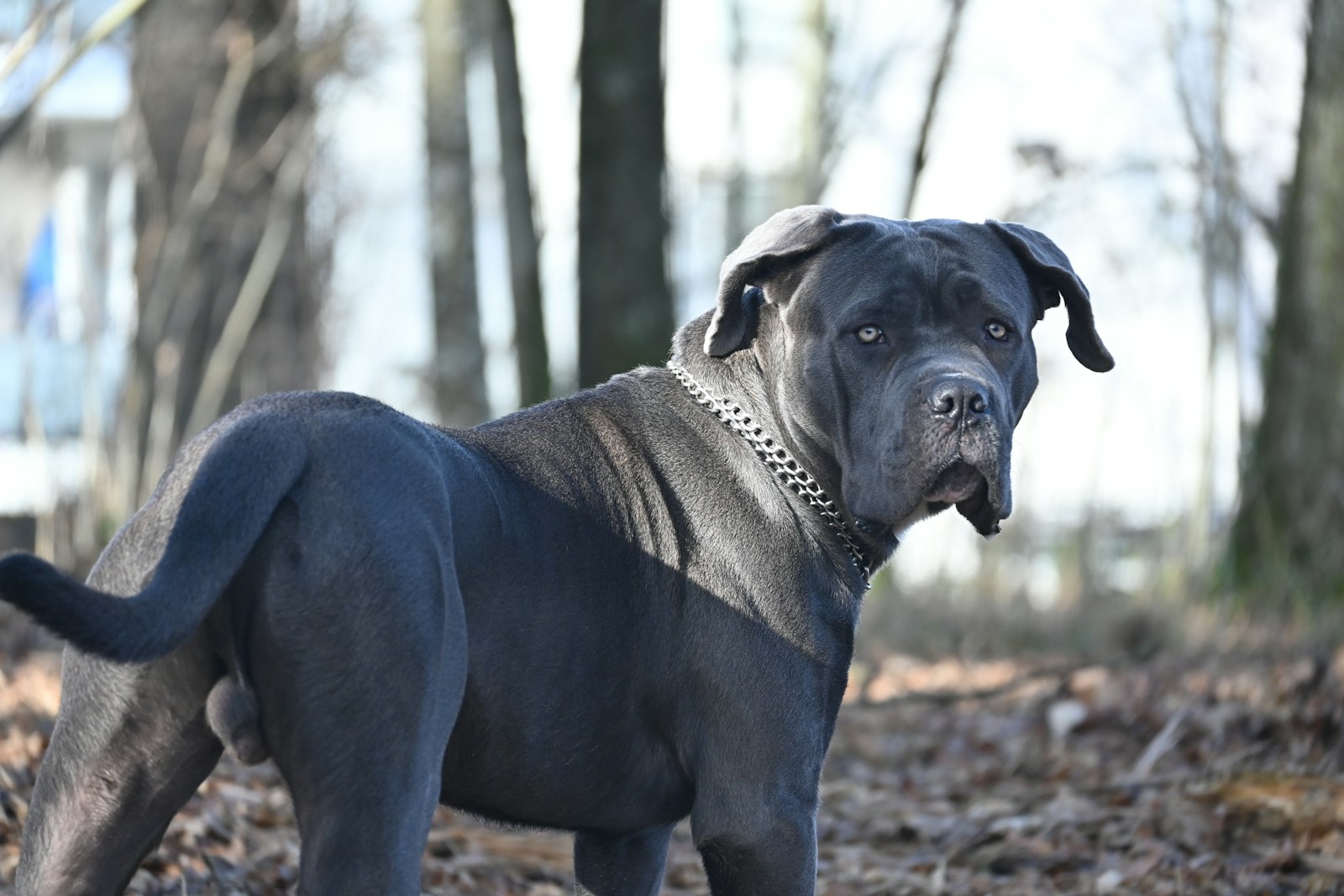 Gray Cane Corso outdoors